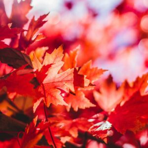 rotes Herbstlaub