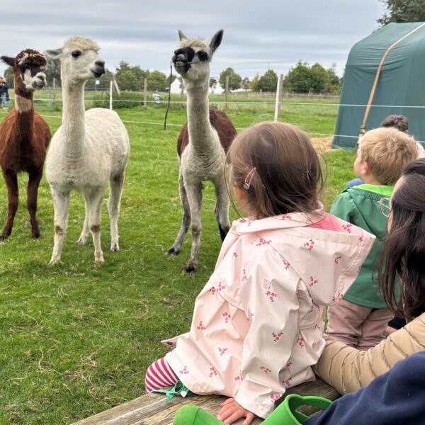 Die Kinder schauen sich gespannt die Alpakas an.