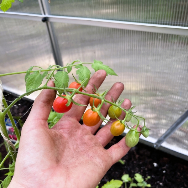 Das Foto zeigt eine Hand, in der der Ast einer Tomate mit kleinen Früchten in grün und rot liegt.